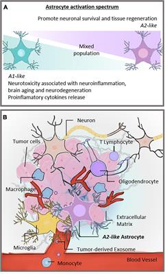 Adenosinergic Signaling as a Key Modulator of the Glioma Microenvironment and Reactive Astrocytes